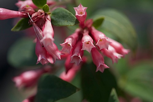 Small flowers, big macro.jpg