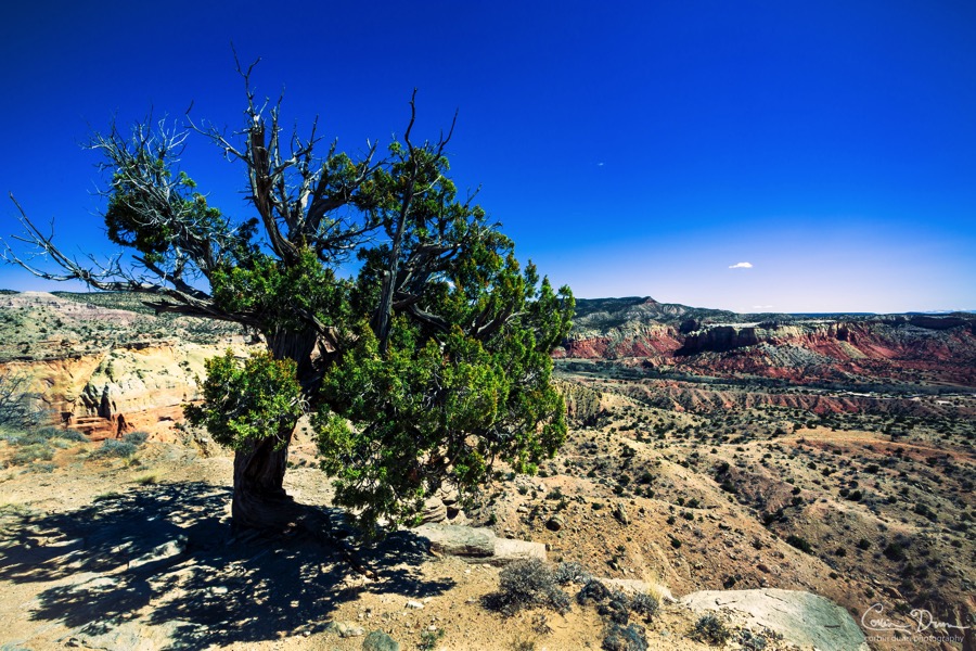 Ghost Ranch Green Tree  New Mexico   W1A4773