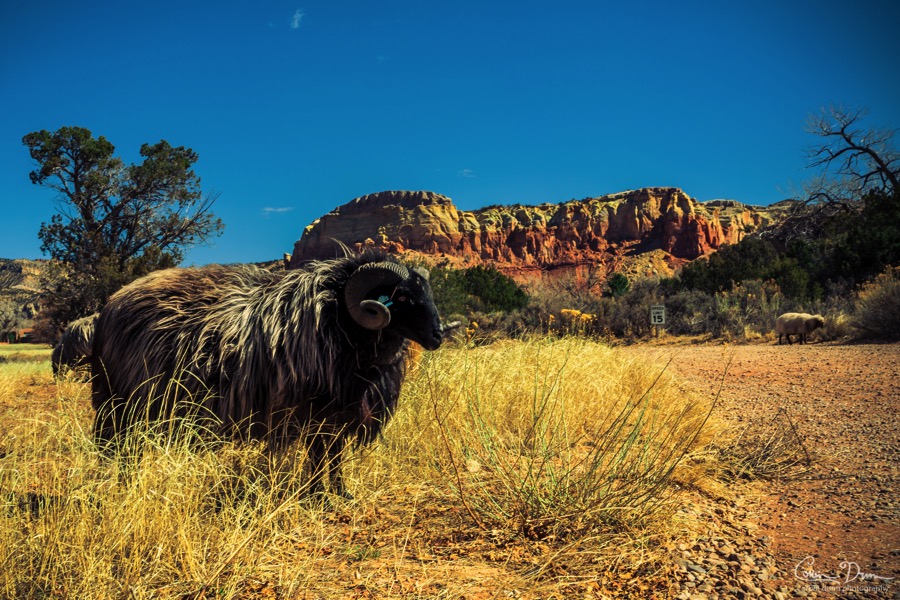 Ghost Ranch Sheep  W1A4764 2