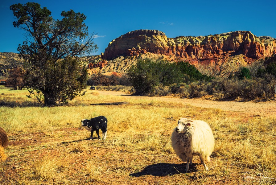 Ghost Ranch White Sheep W1A4766 2