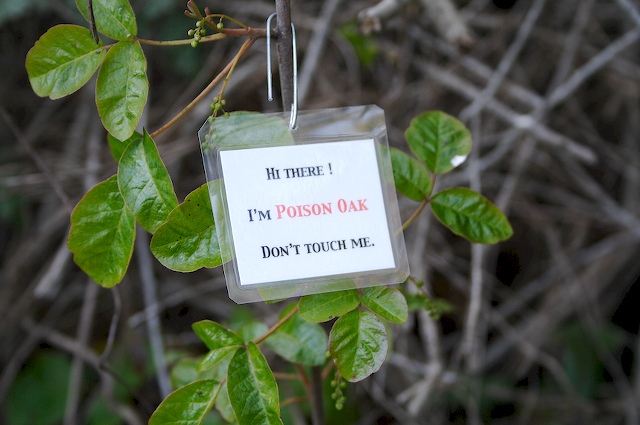 Hi Im Poison Oak