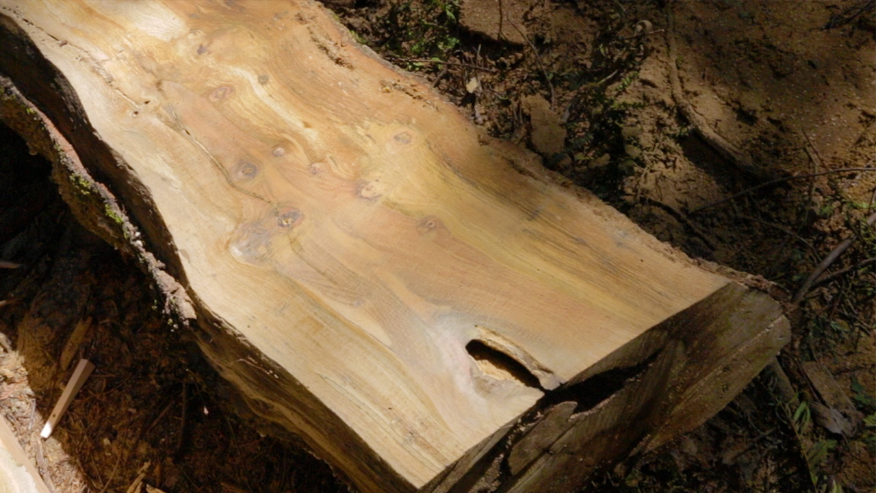 Video Alaskan mill used to make oak wood slabs! Corbin's Treehouse