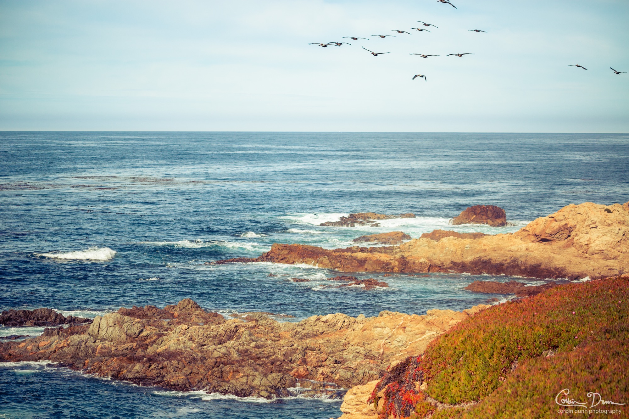 Pelicans on the Coast