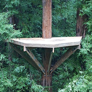 The Circular Treehouse