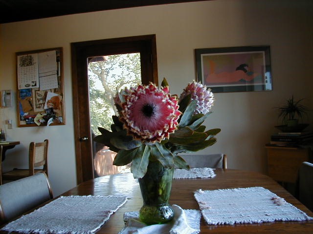 Protea1