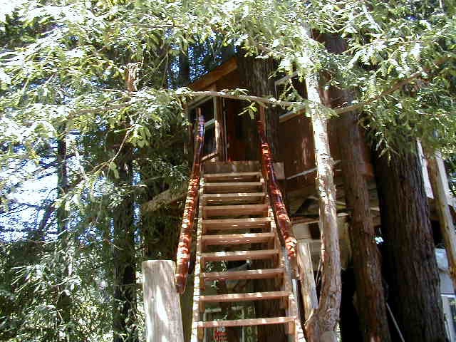 Tree stairs