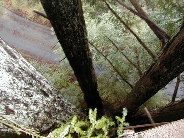 Treehouse lookingdown