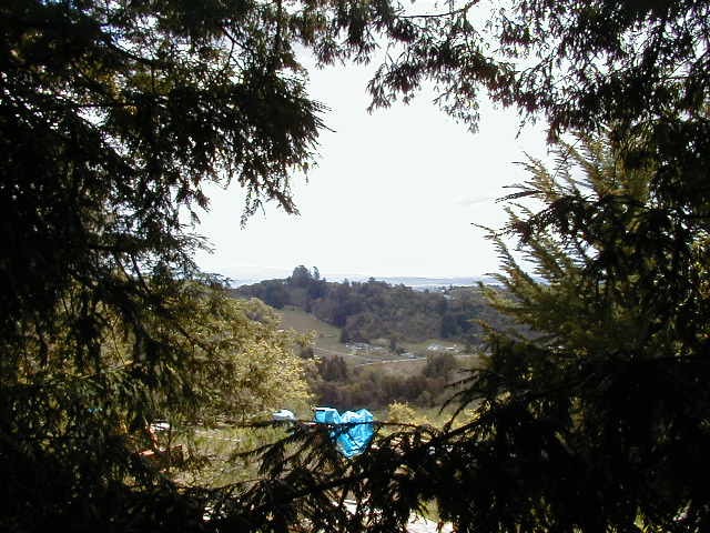 Treehouse view on top of roof