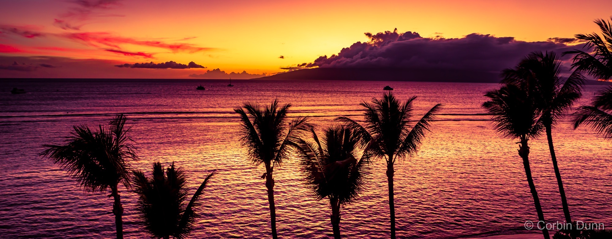 Palm Tree Pano  UW1A6163